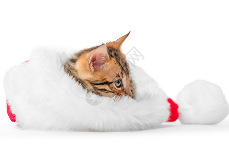坐在白色背景的圣诞帽子里的淘气小猫儿图片