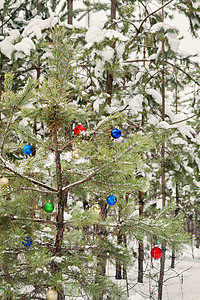 在雪地松树林中装饰圣诞树 庆典 美丽的 十二月 复古的图片
