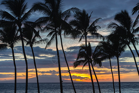 夏威夷日落 自然 毛伊岛 树 岛 日出 树木 热带 海滩图片