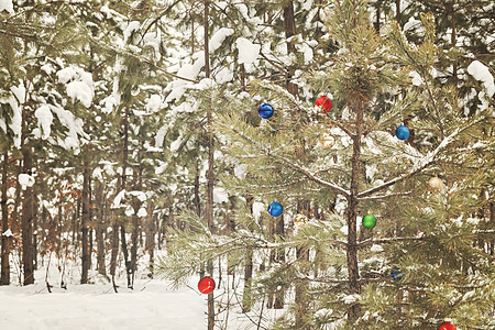 在雪地松树林中装饰圣诞树 带逆向埃菲克 冬天图片