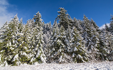 蓝天和云下积雪树图片