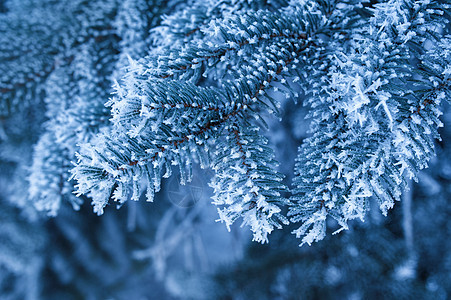 温冬公园中 美丽的雪覆盖的采树枝叶 在冬季公园里 场地 寒冷图片