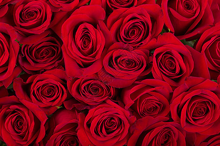 鲜红玫瑰花团 庆典 展示 花束 天 花园 叶子 装饰品背景图片