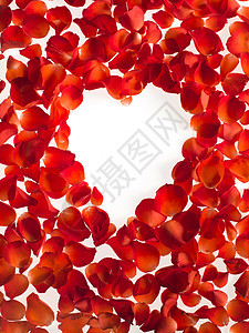 白色背景的哈特红玫瑰花瓣 情人节图片