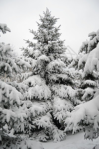 美丽的雪覆盖下的圣诞树 冬季风景 环境 假期图片