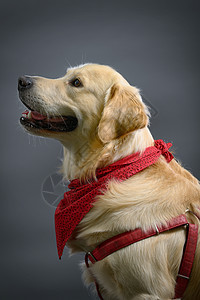 金色寻金犬 快乐的 小狗 宠物 假期 年轻的 拉布拉多犬 黄色的图片