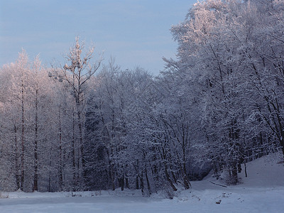 冬季森林 树木结冻图片