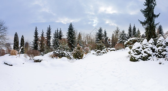 雪覆盖的美丽的冬季花园 场景 木头 霜 灰蒙蒙图片