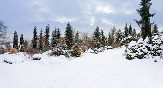 雪覆盖的美丽的冬季花园 场景 木头 霜 灰蒙蒙背景图片