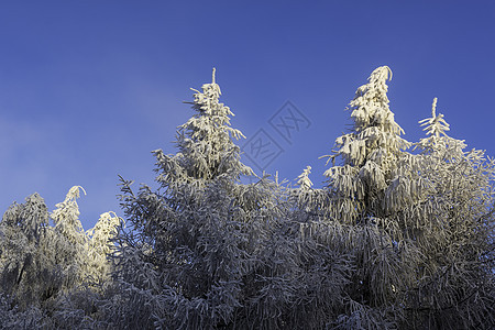 冬季风景 寒冷的 天气 晴天 季节 太阳 树 森林图片