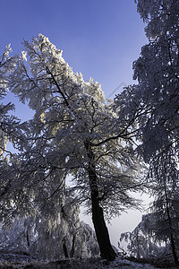 冬季风景 公园 蓝色的 季节 山 树木 冰冷的 森林图片