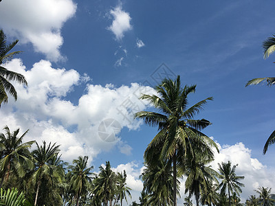 蓝天 云和棕榈树热带风景图片