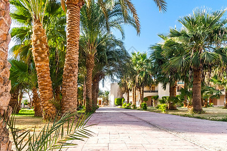 埃及热带度假胜地的棕榈树小巷 小路 旅游 公园图片