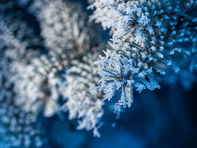 冬季公园中雪覆盖的树枝 枝条 食物 冬天 圣诞节 季节图片