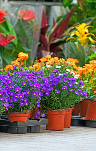 鲜花市场 花朵种类繁多 站立 园艺 零售 小贩 价格图片