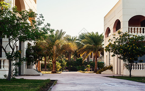 埃及Hurghada的建筑面积和旅馆棕榈树 酒店 手掌图片