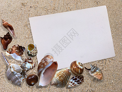 海滩沙沙沙滩上贝壳背景和纸面图片