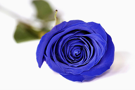 蓝玫瑰 花束 植物群 盛开 紫色的 树叶 假期 花朵 情人节图片
