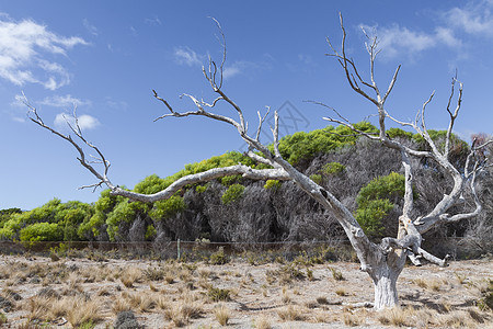 澳斯特拉利罗特涅斯特岛海滩之一的景象 热带图片