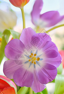 春季开放的郁金香 花朵 新鲜 芽 开花 浪漫 季节图片