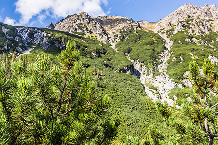 波兰绿松林覆盖的塔特拉斯山脉 欧洲 精彩的 生态图片
