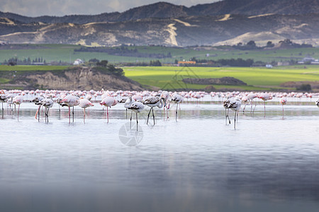 塞浦路斯拉纳卡盐湖的粉粉和灰色火烈鸟图片