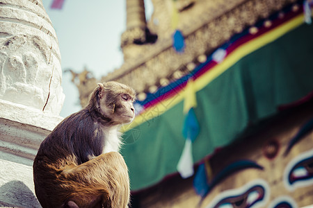 尼泊尔加德满都猴子寺庙的Stupa 尼泊尔旅行 亚洲图片