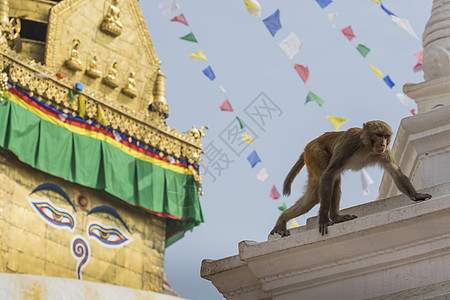 尼泊尔加德满都猴子寺庙的Stupa 地标 假期图片