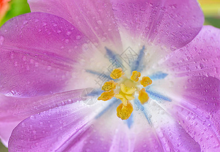 露露滴露的开放郁金香 美丽 脆弱性 植物 花瓣图片