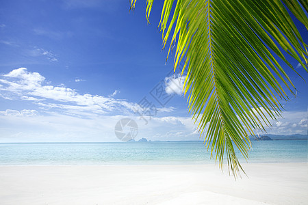 热带 植物 休息室 晒黑 水边 天蓝色 海洋图片