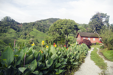 农村绿色景观 简单小屋图片