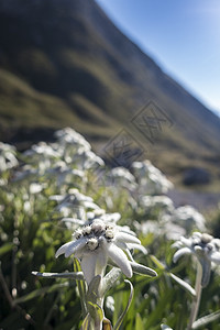 在卡文德尔高山的爱德罗韦斯花朵 阿尔卑斯山 植物学 蒂罗尔图片