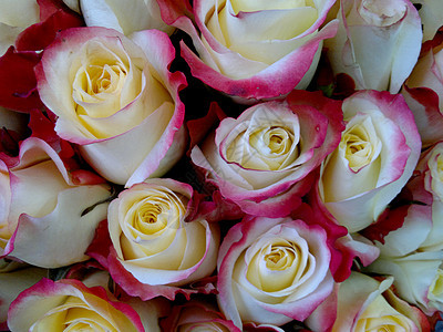 玫瑰背景-爱的自然纹理 新鲜 花瓣 开花 礼物图片