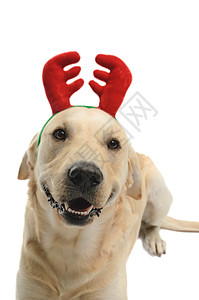 装扮中的狗狗 冬天 黄色的 有趣的 快乐的 脸 工作室图片