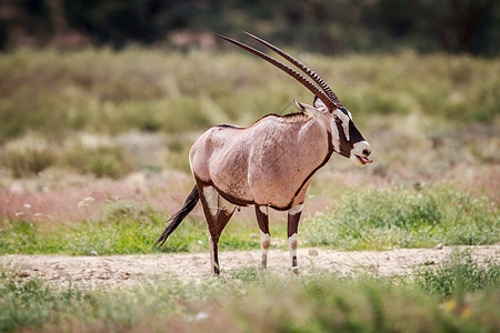 Gemsbok 的侧面简介 摄影 哺乳动物 旅行 假期图片