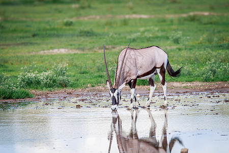 饮用Gemsbok 哺乳动物 非洲 公园 瞪羚 鹿图片