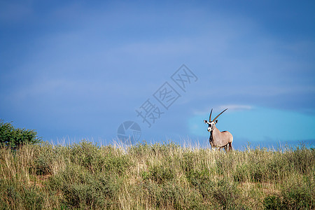 Gemsbok在山脊上 假期 动物园 羚羊 大草原 大羚羊图片