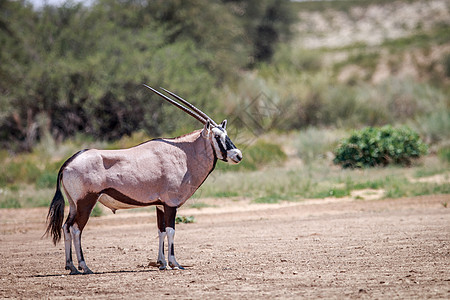 Gemsbok 的侧面简介 生态 埃托沙 非洲 食草动物图片