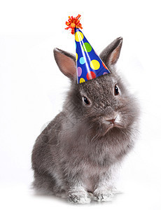 愤怒的毛毛灰色兔子 戴着生日帽子 可爱的 工作室图片