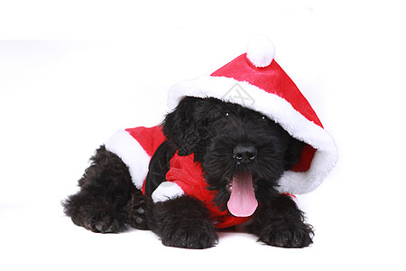 可爱的黑俄罗斯小狗 作为圣诞老人 在白背书上 美国养犬俱乐部 好笑的图片