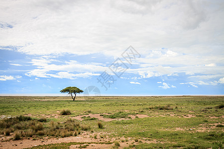伊托沙的孤树 户外 夏天 放松 冥想 精神 云图片