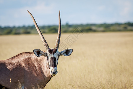 靠近一个Gemsbok 摄影 国家的 瞪羚 美丽的图片