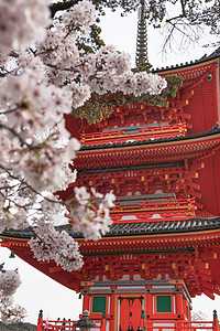 寺庙和樱花季节 Sakura 武士 佛教徒 树叶图片