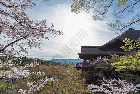 寺庙和樱花季节 Sakura 木头 京都 叶子图片