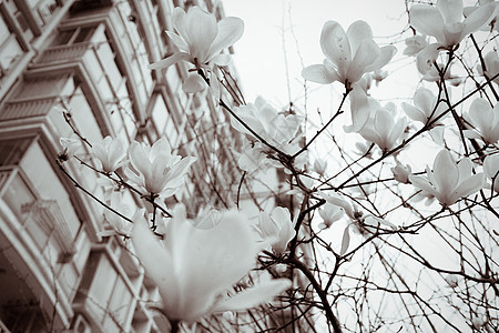 春季的玉兰花-黑色和白色 装饰风格 框架 花卉图案 假期图片