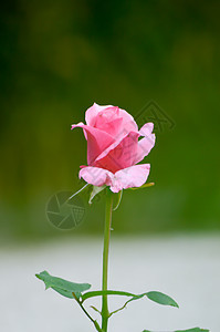 花园里的粉红玫瑰 庆典 艺术 假期 春天 浪漫的图片