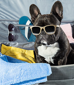 戴眼镜的法国斗牛犬 犬类 宠物 冒充 手提箱 包 游客图片
