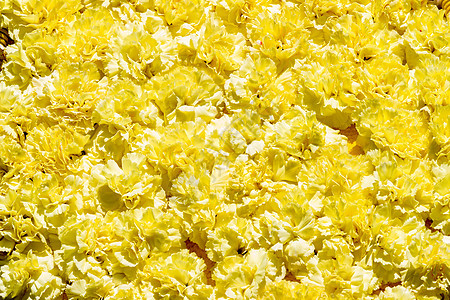 黄色花朵的布束 康乃馨 假期 自然 春天 开花 花的图片