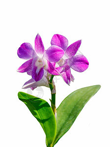 粉红色的花束兰花花 浪漫 装饰风格 花朵 植物群 植物学图片