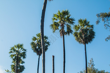 棕榈树对蓝天空 棕榈树对热带海滩海岸 美丽的图片